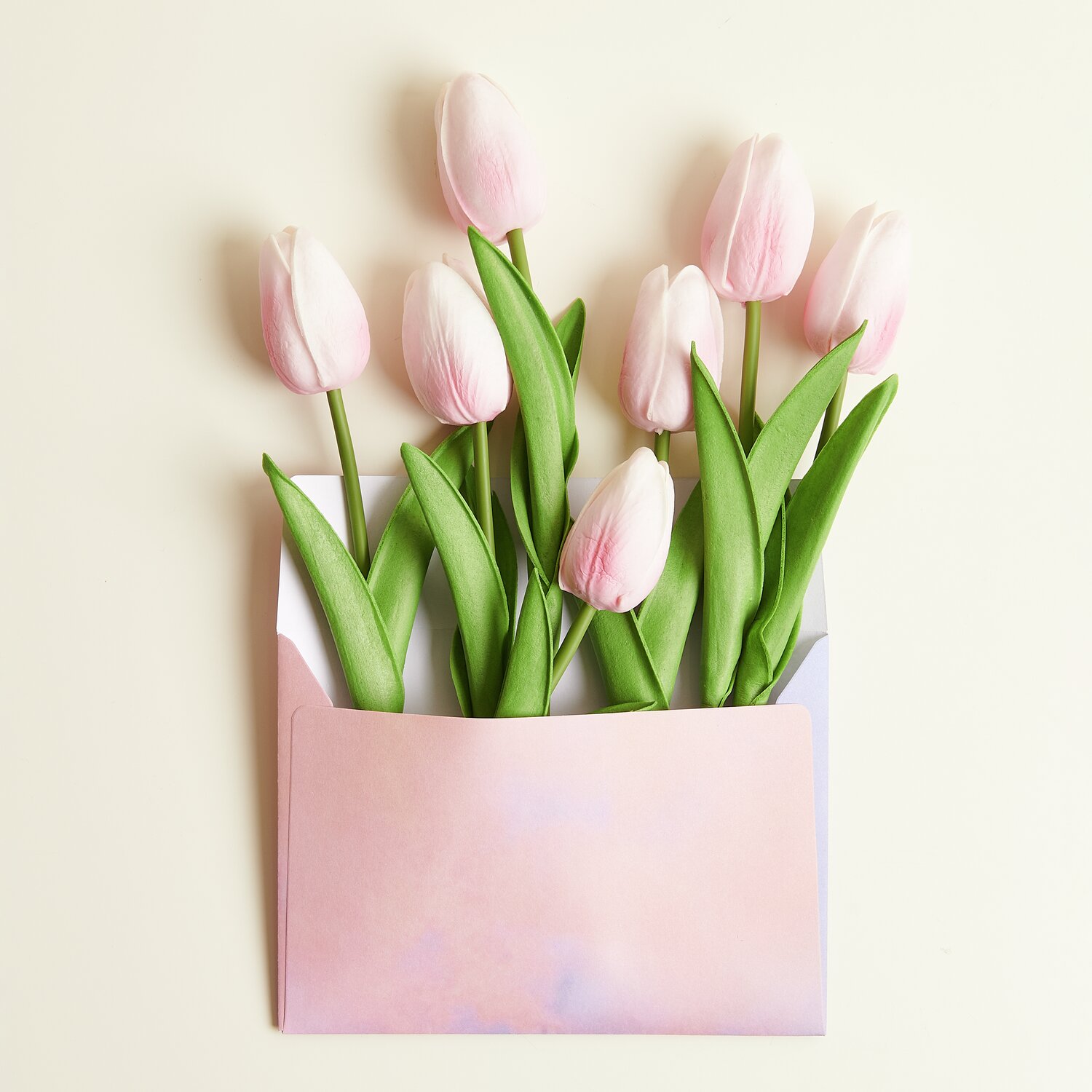 Tulpenstrauß mit 7 Blüten in einem Umschlag, zartrosa, 33,5 cm hoch, auf hellem Hintergrund.
