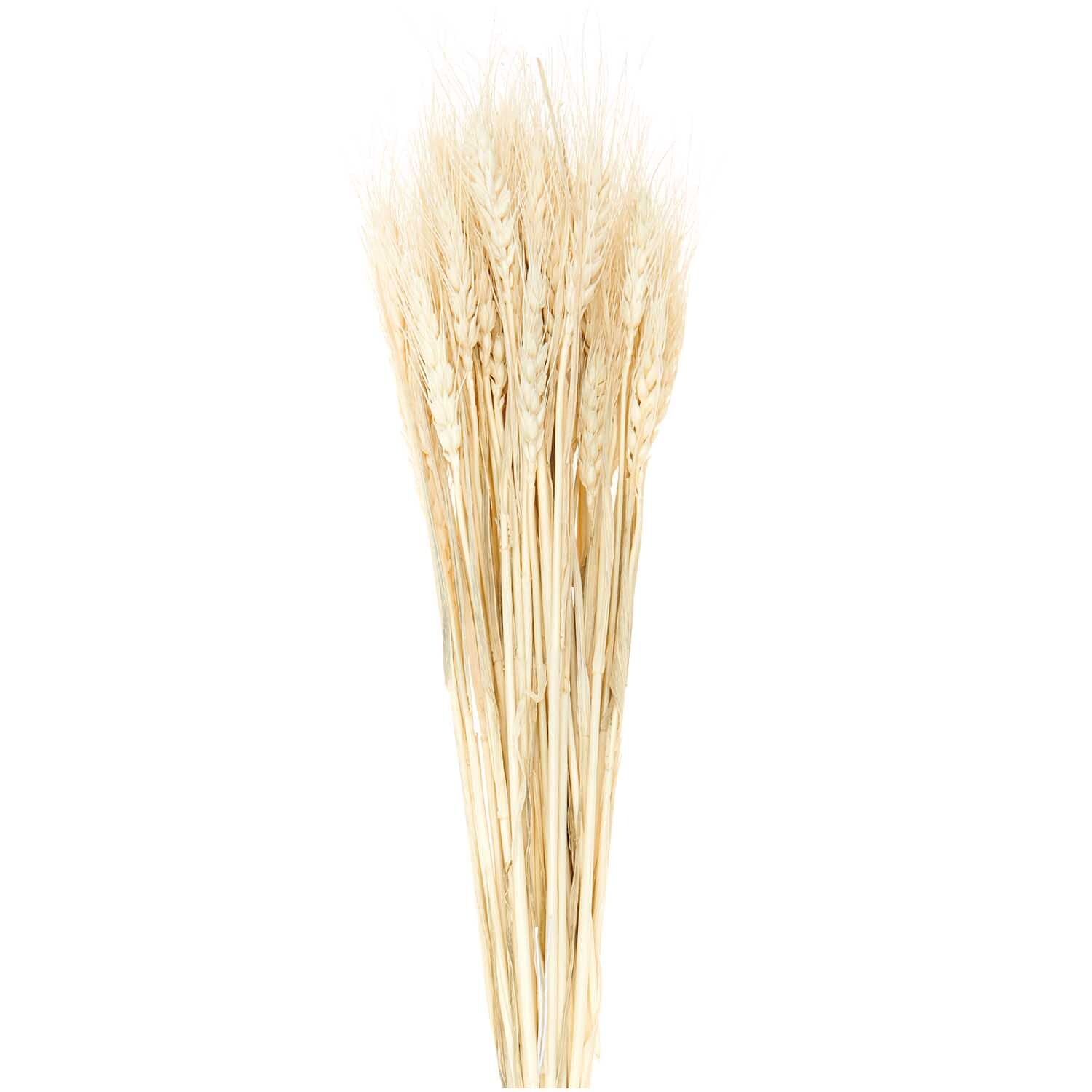 Getrockneter Weizen natur 60-70cm 50 Stück Getrockneter Weizen natur 60-70cm 50 Stück