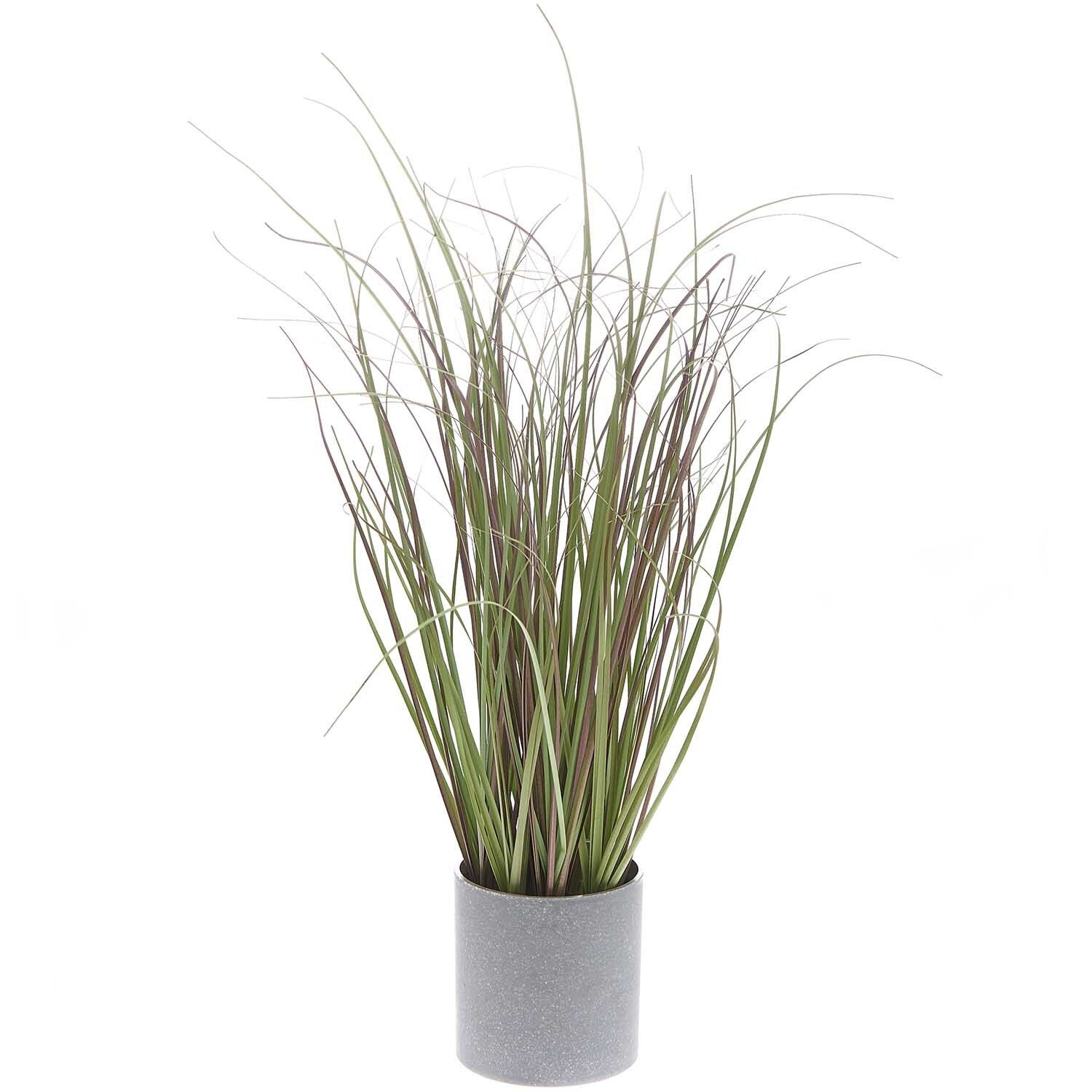 Dünengras im Topf 40cm