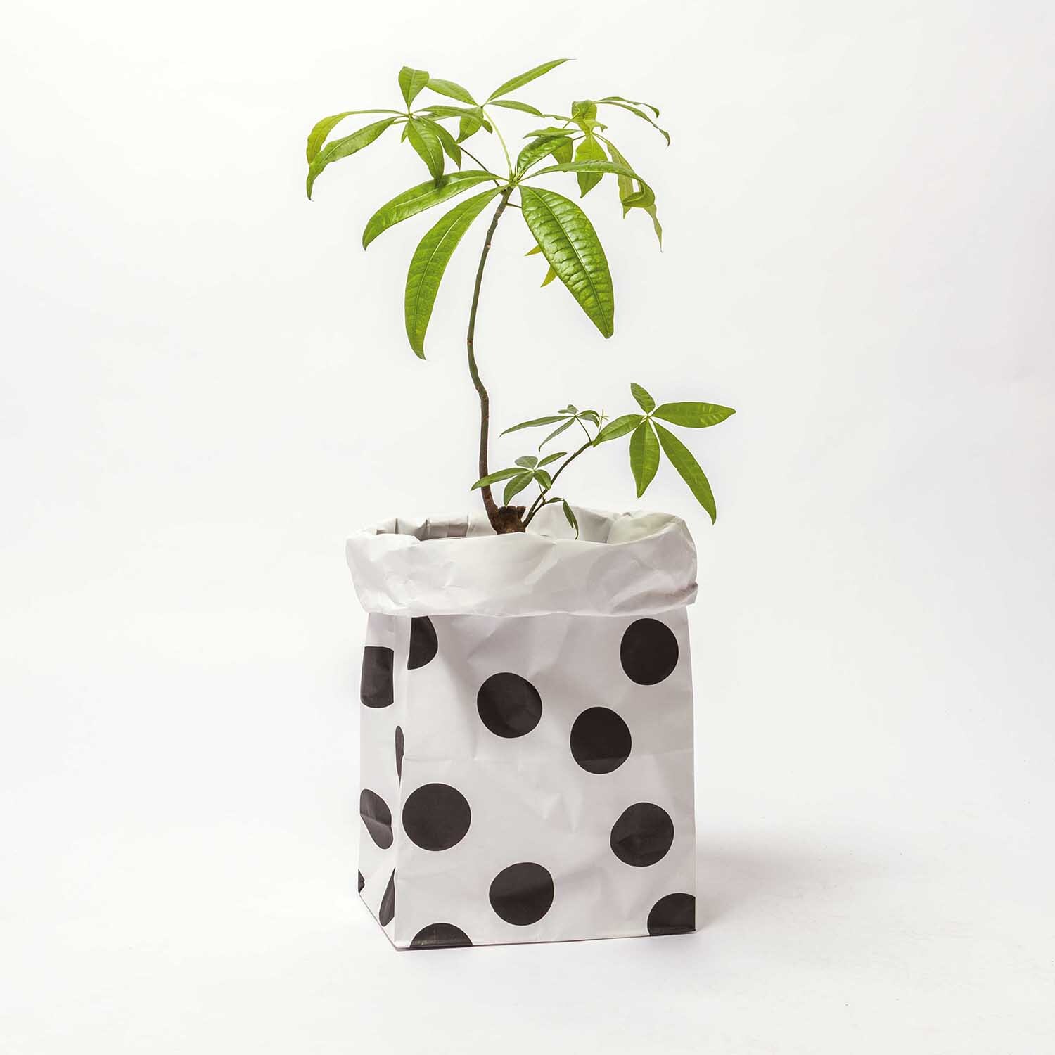 Paper Poetry Maxi-Blockbodenbeutel L Punkte 60x28x17cm 2 Stück Paper Poetry Maxi-Blockbodenbeutel L Punkte 60x28x17cm 2 Stück