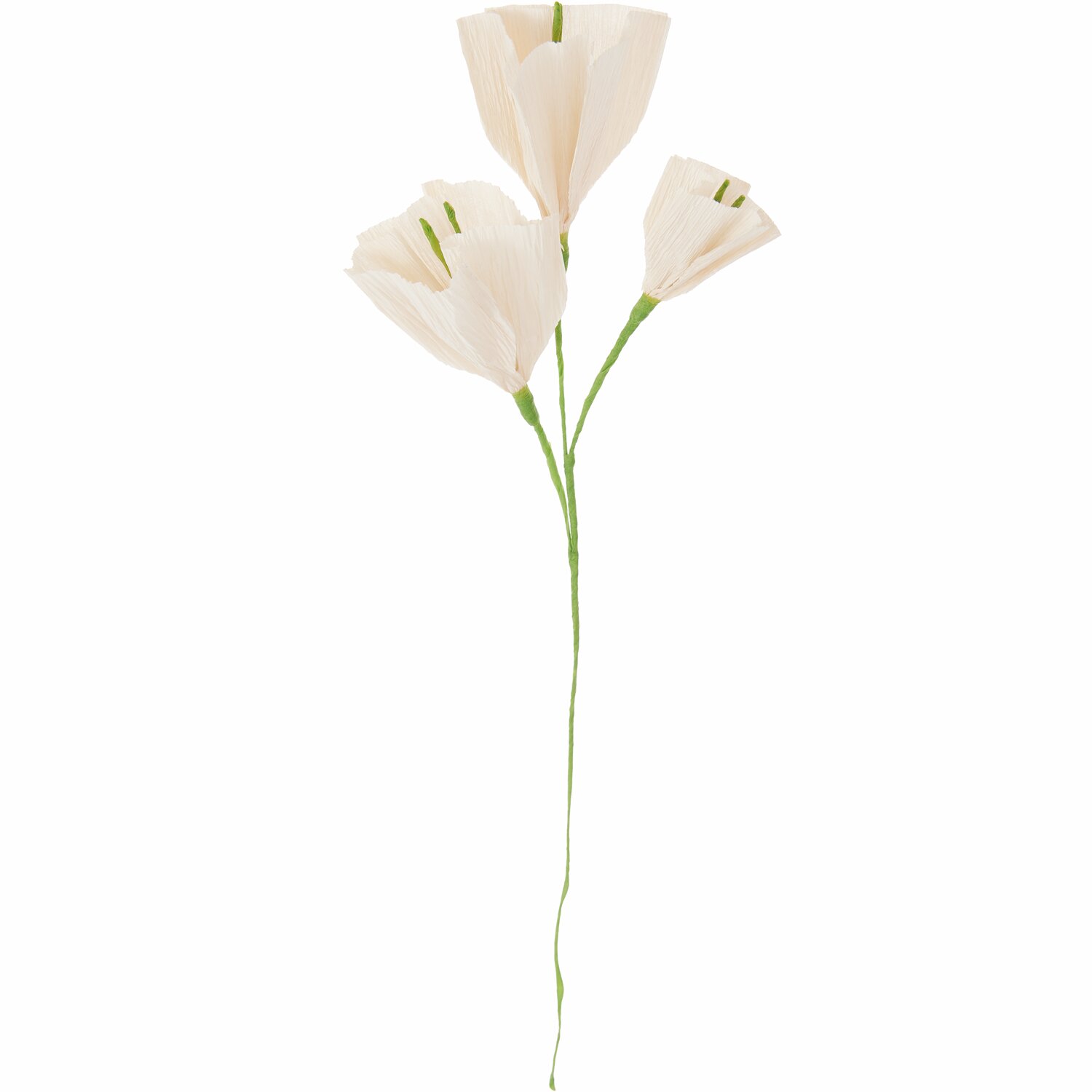 Papierblume Prunkwinde Powder