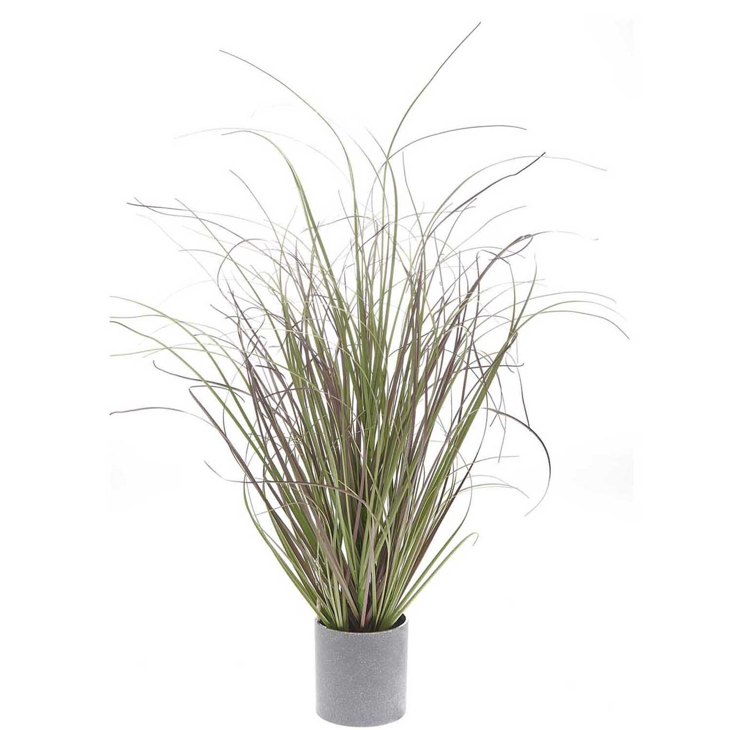 Dünengras im Topf 53cm Dünengras im Topf 53cm